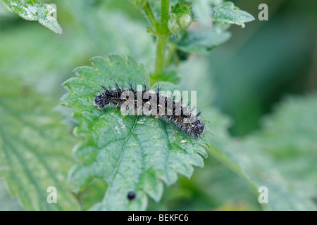 Piccola tartaruga (Aglais urticae) caterpillar alimentazione su ortica Foto Stock