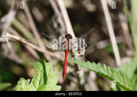 Ruddy darter (Sympetrum sanguineum) maschio a riposo Foto Stock