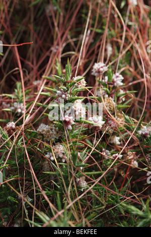 Tremava comune (Cuscuta epithymum) close up di fiori Foto Stock