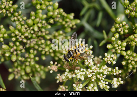 Hoverfly (Xanthogramma pedissequum) tenendo il nettare da fiore Foto Stock