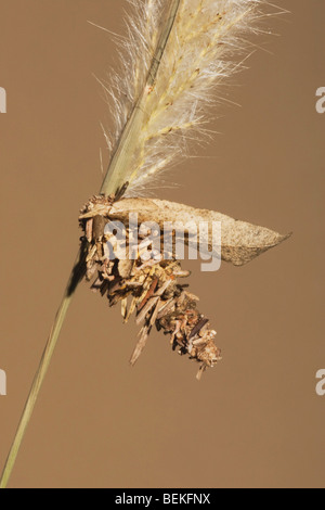 Bagworm moth (Psychidae), Caterpillar, Sinton, Coastal Bend, Texas, Stati Uniti d'America Foto Stock