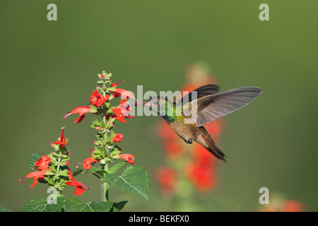 Buff-panciuto Hummingbird (Amazilia yucatanenensis), maschio alimentazione su Tropical Salvia, Sinton, Corpus Christi, Coastal Bend, Texas Foto Stock