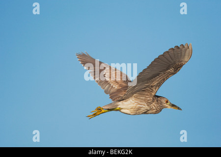 Nero-incoronato Night-Heron (Nycticorax nycticorax), Giovani in volo, Sinton, Corpus Christi, Coastal Bend, Texas, Stati Uniti d'America Foto Stock