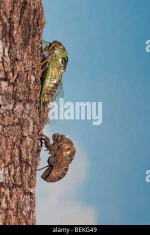 Cicala (Tibicen affilatura), Adulto emersa dalla ninfa di essiccamento della pelle ali, Sinton, Corpus Christi, Coastal Bend, Texas, Stati Uniti d'America Foto Stock