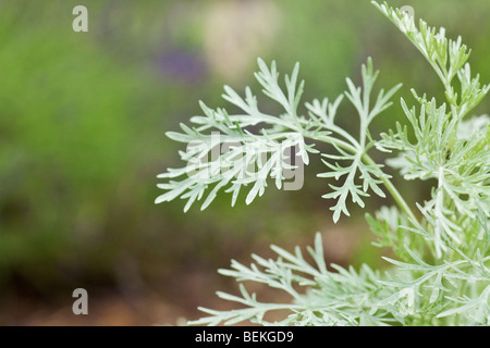 Foglia verde dello sfondo con il fuoco selettivo Foto Stock