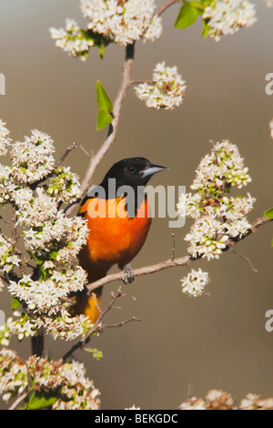 Baltimore Rigogolo (Icterus galbula), maschio, Sinton, Corpus Christi, Coastal Bend, Texas, Stati Uniti d'America Foto Stock