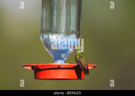 Buff-panciuto Hummingbird (Amazilia yucatanenensis), maschio a alimentatore, Sinton, Corpus Christi, Coastal Bend, Texas, Stati Uniti d'America Foto Stock