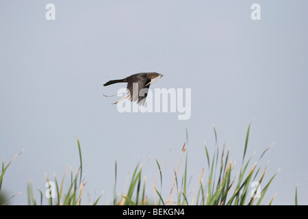 Grande-tailed Grackle (Quiscalus mexicanus), femmina in flght con materiale di nidificazione, saldatore Wildlife Refuge, Sinton, Texas, Stati Uniti d'America Foto Stock