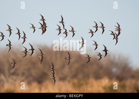 A lungo fatturate (Dowitcher Limnodromus scolopaceus), gregge in volo, saldatore Wildlife Refuge, Sinton, Texas, Stati Uniti d'America Foto Stock