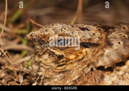 Comune (Pauraque Nyctidromus albicollis), Adulto sul nido, Sinton, Corpus Christi, Coastal Bend, Texas, Stati Uniti d'America Foto Stock