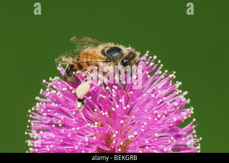 Il miele delle api (Apis mellifera), Adulto alimentazione su sensibili (radica nuttallii Mimosa), Sinton, Corpus Christi, Coastal Bend, Texas Foto Stock