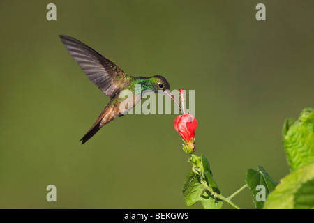 Buff-panciuto Hummingbird (Amazilia yucatanenensis), maschio alimentazione su Turk della PAC, Sinton, Corpus Christi, Coastal Bend, Texas, Stati Uniti d'America Foto Stock