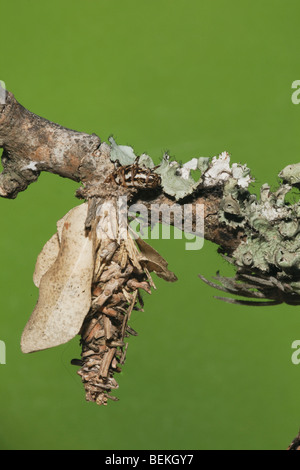 Bagworm moth (Psychidae), Caterpillar, Sinton, Coastal Bend, Texas, Stati Uniti d'America Foto Stock