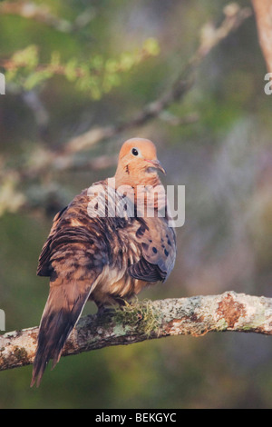 Lutto Colomba, Zenaida macroura,adulto, Sinton, Corpus Christi, Coastal Bend, Texas, Stati Uniti d'America Foto Stock