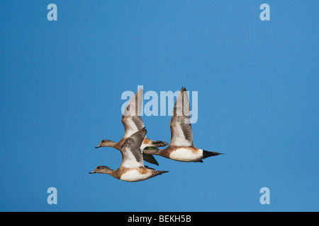 American Wigeon (Anas americana), adulto in volo, Sinton, Corpus Christi, Coastal Bend, Texas, Stati Uniti d'America Foto Stock