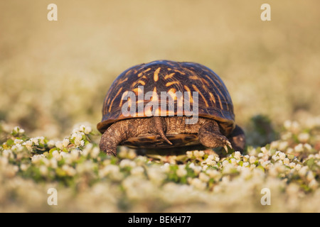 Casella di ornati tartaruga (Terrapene ornata), maschio, Sinton, Corpus Christi, Coastal Bend, costa del Texas, Stati Uniti d'America Foto Stock