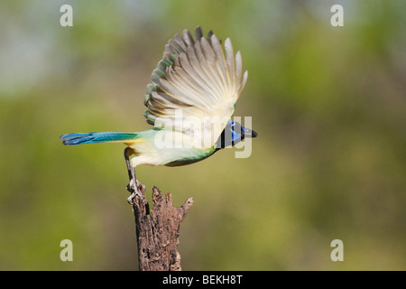 Green Jay (Cyanocorax yncas), adulto in volo, Sinton, Corpus Christi, Coastal Bend, Texas, Stati Uniti d'America Foto Stock