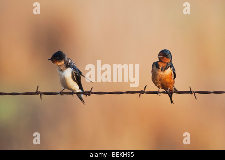 Barn Swallow (Hirundo rustica), coppia sul filo spinato, Sinton, Corpus Christi, Coastal Bend, Texas, Stati Uniti d'America Foto Stock
