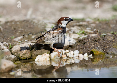 Passera sarda (Passer hispaniolensis) appollaiate su rocce da un pool Foto Stock