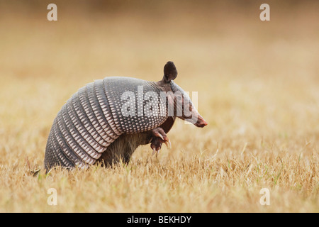 A nove fasce Armadillo (Dasypus novemcinctus), Adulto, Sinton, Corpus Christi, Coastal Bend, Texas, Stati Uniti d'America Foto Stock