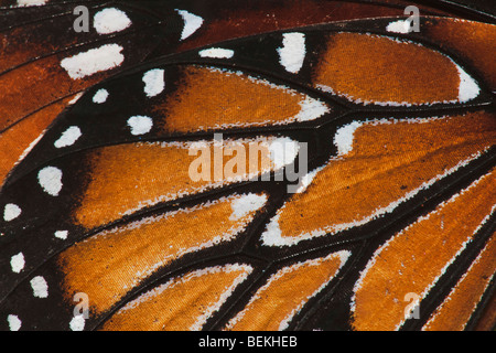 Regina Butterfly (Danaus gilippus), l'ala close up, Sinton, Coastel Bend, Texas, Stati Uniti d'America Foto Stock