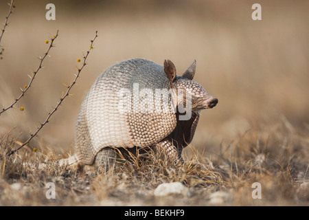 A nove fasce Armadillo (Dasypus novemcinctus), Adulto, Sinton, Corpus Christi, Coastal Bend, Texas, Stati Uniti d'America Foto Stock