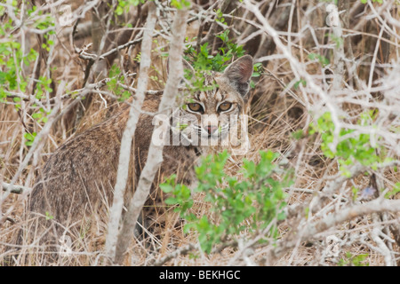 Bobcat (Felis rufus), Adulto, Sinton, Corpus Christi, Coastal Bend, Texas, Stati Uniti d'America Foto Stock