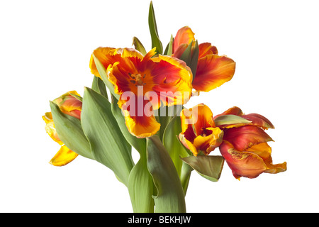 Molla di fiori di tulipani isolati su sfondo bianco Foto Stock