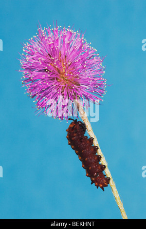 Pipevine coda forcuta (Battus philenor), Caterpillar, Sinton, Corpus Christi, Coastal Bend, Texas, Stati Uniti d'America Foto Stock