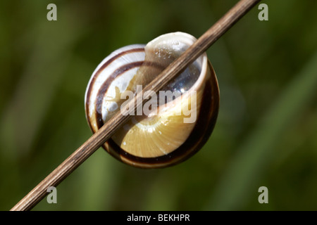 Bianco-lumaca a labbro (Cepaea nemoralis) sulla levetta in estate presso Dorset Foto Stock