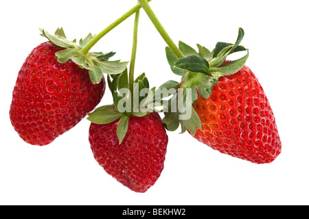 Ripe rosso fragole con steli e foglie Foto Stock