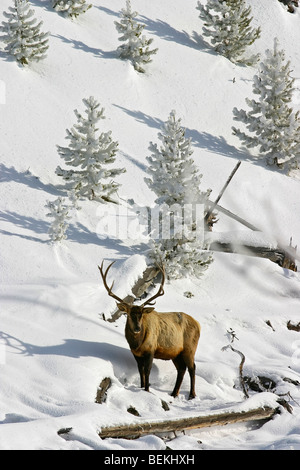 Una sana e matura, bull elk in piedi sul pendio dal fiume nel Parco Nazionale di Yellowstone durante l'inverno. Foto Stock
