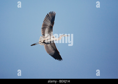Airone blu (Ardea erodiade), adulto in volo, Sinton, Corpus Christi, Coastal Bend, Texas, Stati Uniti d'America Foto Stock