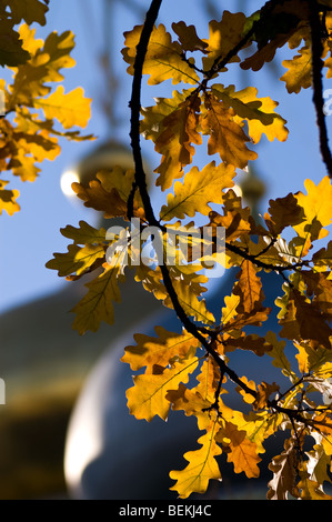 Foglie di quercia in autunno a Novodevichy monastero a Mosca Foto Stock