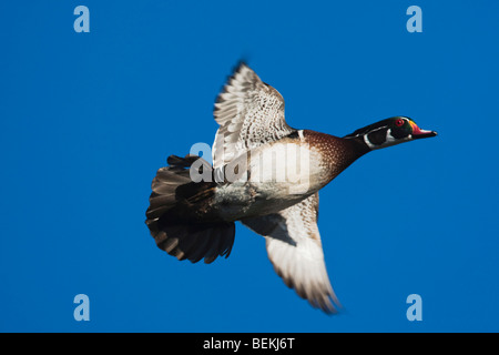 Anatra di legno (Aix sponsa), maschio in volo, Sinton, Corpus Christi, Coastal Bend, Texas, Stati Uniti d'America Foto Stock