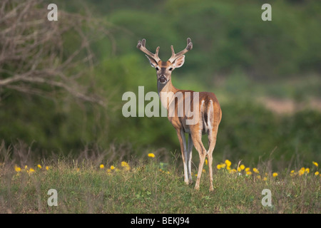 White-Tailed Deer (Odocoileus virginianus), buck in velluto, Sinton, Corpus Christi, Coastal Bend, Texas, Stati Uniti d'America Foto Stock