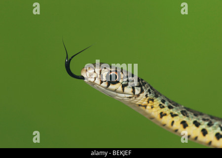 Prairie (Kingsnake Lampropeltis calligaster), giovane, Sinton, Corpus Christi, Coastal Bend, Texas, Stati Uniti d'America Foto Stock