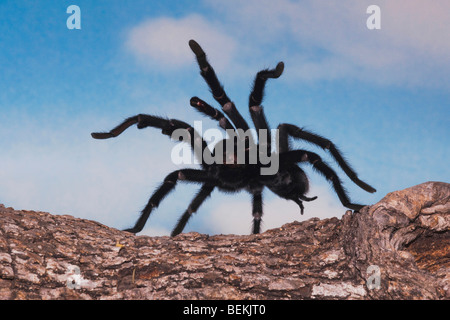 Texas Brown Tarantula (Aphonopelma hentzi), adulto in difesa della postura, Sinton, Corpus Christi, Coastal Bend, Texas, Stati Uniti d'America Foto Stock