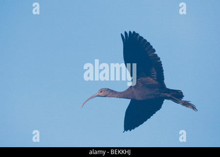 Di fronte bianco-Ibis (Plegadis chihi), adulto in volo, Sinton, Corpus Christi, Coastal Bend, Texas, Stati Uniti d'America Foto Stock