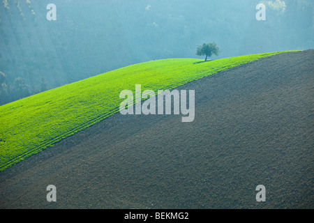 Lone Tree su una collina Foto Stock