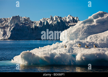 Iceberg di ogni forma e dimensione --Alcuni abbastanza enorme -- deriva dal ghiacciaio Sermeq Kujalleq chiamato Jacobshavn dal danese Foto Stock