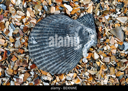 Scaloppina al variegato (Chlamys varia / Mimachlamys varia) sulla spiaggia, Normandia, Francia Foto Stock
