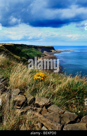 Una vista della costa scoscesa vicino Runswick Bay nel North Yorkshire dal modo di Cleveland sentiero. Foto Stock