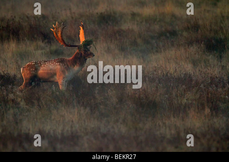 Daini Buck Dama Dama nei primi giorni di sole al mattino Foto Stock