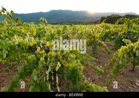 Old vine Zinfandel in Sonoma Valley, California Foto Stock