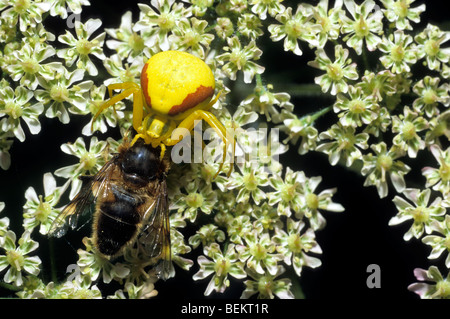 Oro ragno granchio (Misumena vatia) con volare, Gaume, Belgio Foto Stock