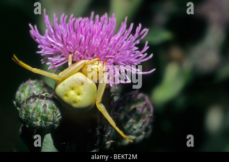 Oro ragno granchio (Misumena vatia), Gaume, Belgio Foto Stock