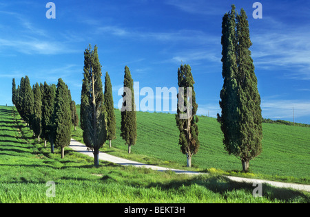 Gli alberi di cipresso (Cupressus sempervirens) lungo la strada in Toscana, Italia Foto Stock