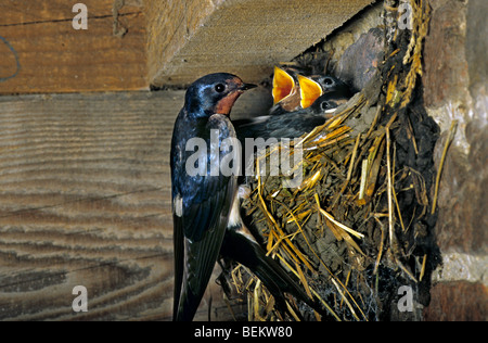 Barn swallow (Hirundo rustica) alimentazione dei giovani a nido, in Europa Foto Stock