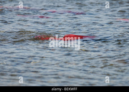 Il Salmone Sockeye, Oncorhynchus nerka, deponendo le uova Parco Nazionale e Riserva di Katmai, Alaska Foto Stock